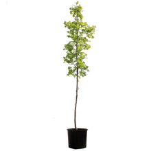 Load image into Gallery viewer, Bur Oak, 7 gal