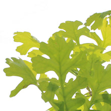 Load image into Gallery viewer, Bur Oak, 7 gal
