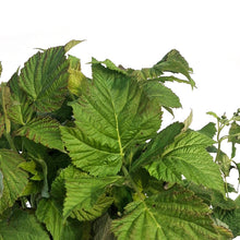 Load image into Gallery viewer, Raspberry, 8in Shortcake Dwarf