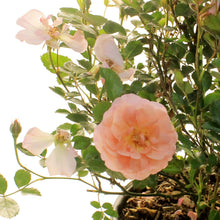 Load image into Gallery viewer, Rose, 8in, Apricot