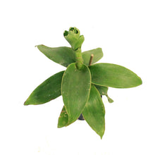 Load image into Gallery viewer, Callisia, 4in, Fragrans Variegata