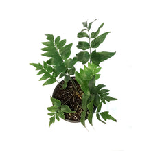 Load image into Gallery viewer, Fern, 4in, Mexican Flowering Anemia