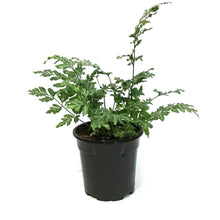 Load image into Gallery viewer, Fern,4in, Silver Lace