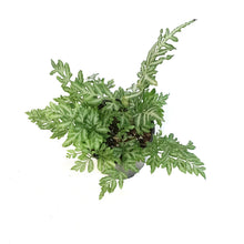 Load image into Gallery viewer, Fern,4in, Silver Lace