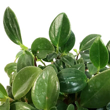 Load image into Gallery viewer, Peperomia, 4in, European Trailing