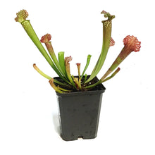 Load image into Gallery viewer, Nepenthes, 3.5in, Farnhamii