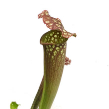 Load image into Gallery viewer, Nepenthes, 3.5in, Farnhamii