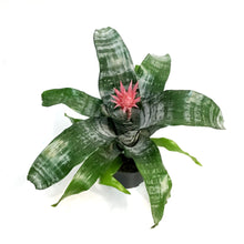 Load image into Gallery viewer, Bromeliad, 6in,Silver Vase