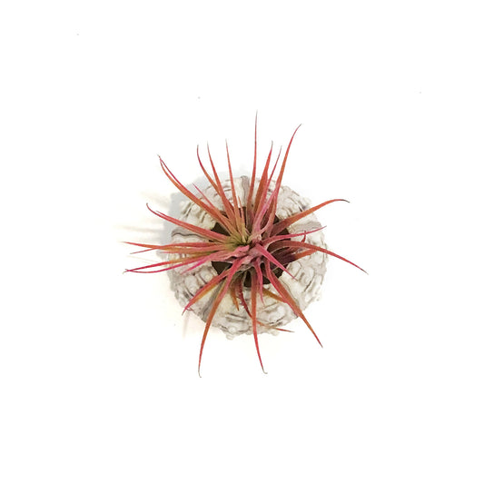 Tillandsia Pink Jellyfish, Medium