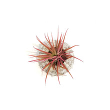 Load image into Gallery viewer, Tillandsia Pink Jellyfish, Large