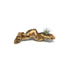 Load image into Gallery viewer, Tillandsia Grapewood Gnarly, Small