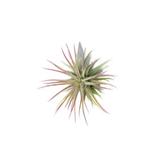 Load image into Gallery viewer, Tillandsia Ionantha Ionantha, 2"