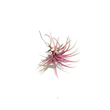 Load image into Gallery viewer, Tillandsia Ionantha Rubra,2.5"
