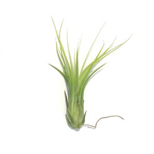 Load image into Gallery viewer, Tillandsia Ionantha Scaposa,
