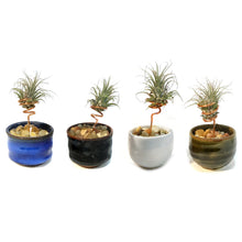 Load image into Gallery viewer, Tillandsia Ionantha, Japanese Sake Cup