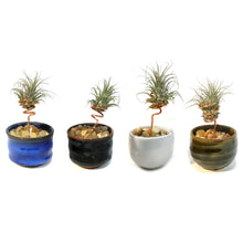 Load image into Gallery viewer, Tillandsia Ionantha, Japanese Sake Cup