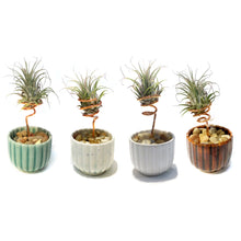 Load image into Gallery viewer, Tillandsia Ionantha, Japanese Ribbed Cup