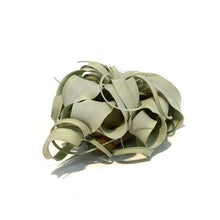 Load image into Gallery viewer, Tillandsia Xerographica 5-6, Medium