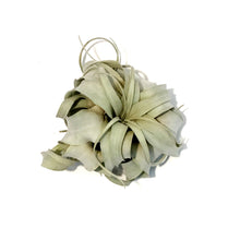 Load image into Gallery viewer, Tillandsia Xerographica 5-6, Medium
