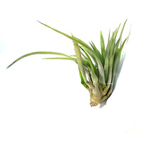 Load image into Gallery viewer, Tillandsia Brachycaulous abdita, 3-4", Small
