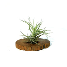 Load image into Gallery viewer, Tillandsia Siamese Cassia Plaque Small