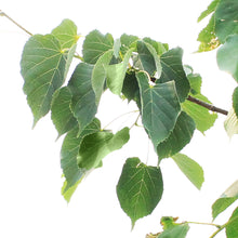 Load image into Gallery viewer, Linden, 5 gal, Lone Star™