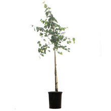 Load image into Gallery viewer, Linden, 5 gal, Lone Star™