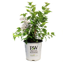 Load image into Gallery viewer, Lilac, 2 gal, Double Blue