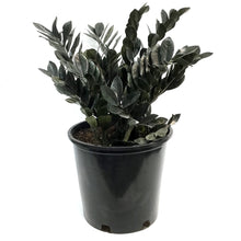 Load image into Gallery viewer, ZZ Plant, 14in, Raven