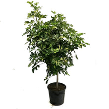 Load image into Gallery viewer, Schefflera, 14in, Gold Capella