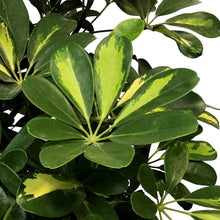 Load image into Gallery viewer, Schefflera, 14in, Gold Capella