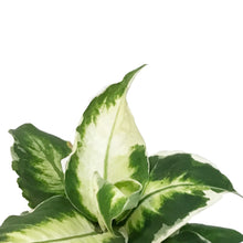 Load image into Gallery viewer, Dieffenbachia, 6in, Cool Beauty