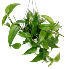 Load image into Gallery viewer, Epipremnum Pinnatum, 6in HB, Neon