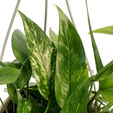 Load image into Gallery viewer, Epipremnum Pinnatum, 6in HB, Neon
