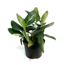 Load image into Gallery viewer, Monstera, 6in, Cobra