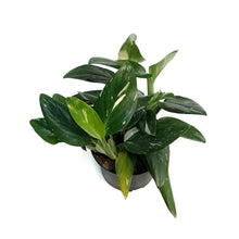Load image into Gallery viewer, Monstera, 6in, Cobra
