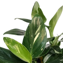 Load image into Gallery viewer, Monstera, 6in, Cobra