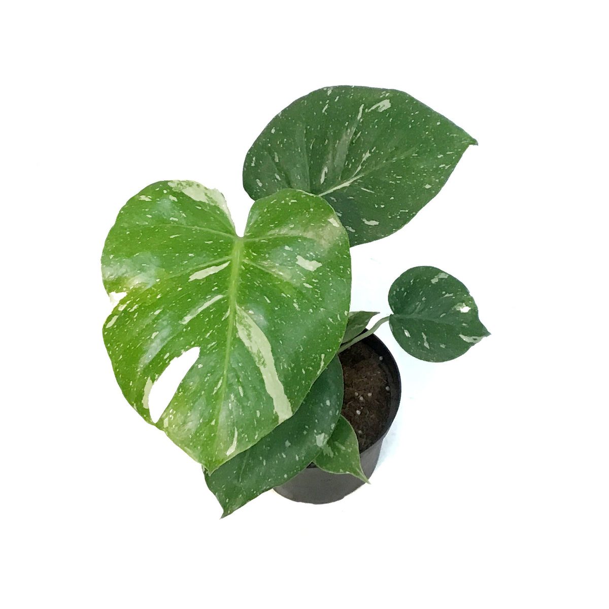 Monstera, 6in, Deliciosa Thai Constellation