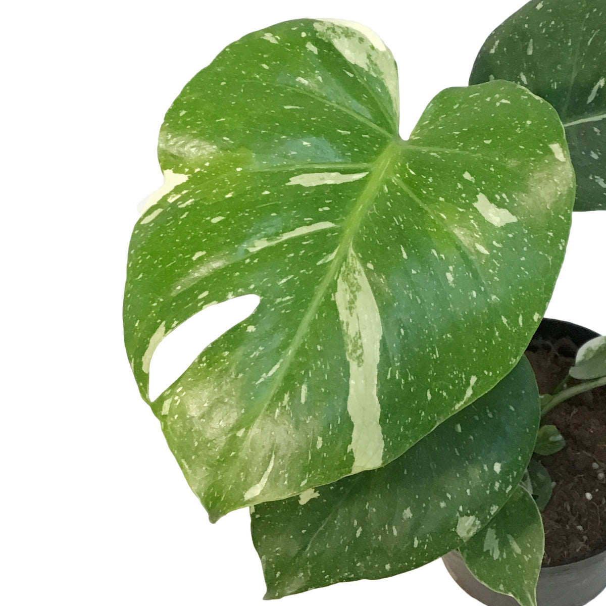 Monstera, 6in, Deliciosa Thai Constellation