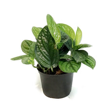 Load image into Gallery viewer, Philodendron, 6in, Green Galaxy