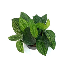 Load image into Gallery viewer, Philodendron, 6in, Green Galaxy