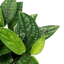 Load image into Gallery viewer, Philodendron, 6in, Green Galaxy