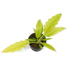 Load image into Gallery viewer, Philodendron, 6in, Golden Crocodile