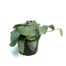 Load image into Gallery viewer, Scindapsus, 6in, Java Platinum