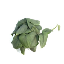 Load image into Gallery viewer, Scindapsus, 6in, Java Platinum