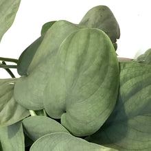 Load image into Gallery viewer, Scindapsus, 6in, Java Platinum