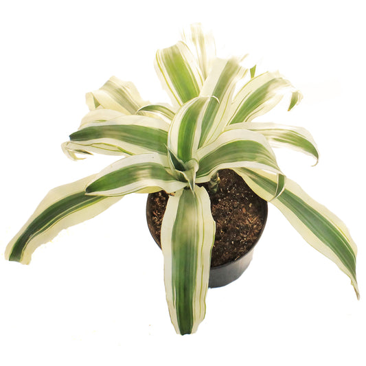 Dracaena, 10in, White Aspen