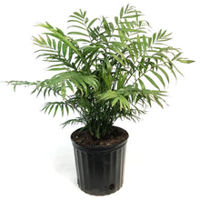 Load image into Gallery viewer, Palm, 10in, Neanthe Bella
