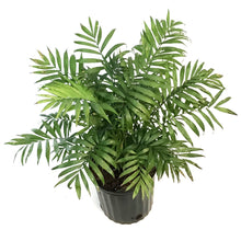 Load image into Gallery viewer, Palm, 10in, Neanthe Bella