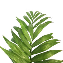 Load image into Gallery viewer, Palm, 10in, Neanthe Bella